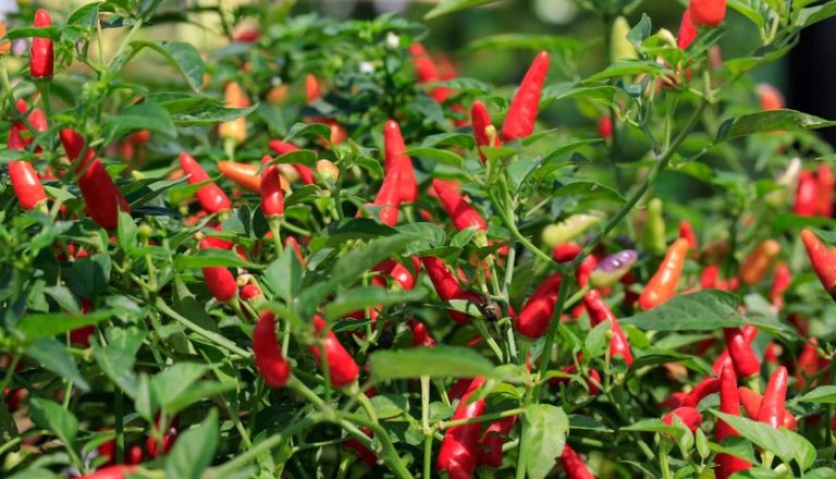 Cara Mudah Budidaya Cabe Merah di Dalam Pot  ByRest